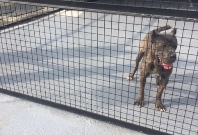 Kennel safe flooring 1