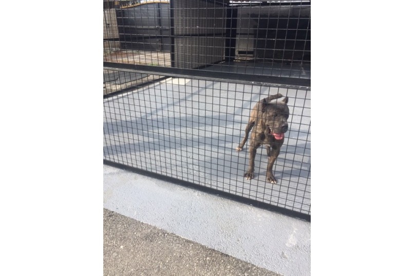 Kennel safe flooring 1